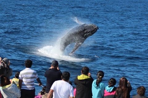Tangalooma Island Resort Whale Watching Day Cruise - Restaurant Darwin 0