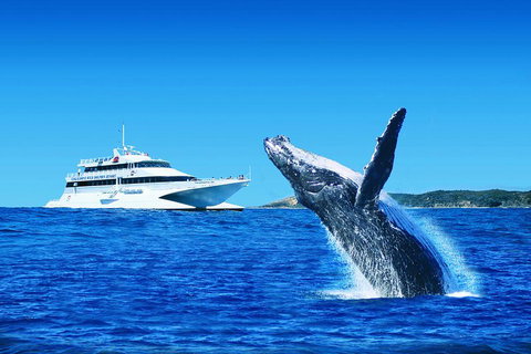 Tangalooma Island Resort Whale Watching Day Cruise - Restaurant Darwin 1