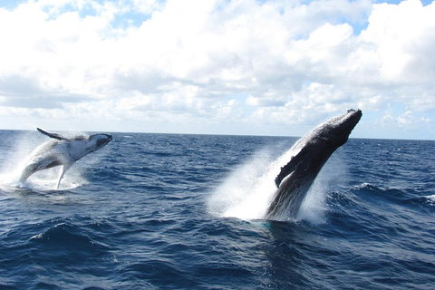 Tangalooma Island Resort Whale Watching Day Cruise With Dolphin Feeding - Restaurant Darwin 1