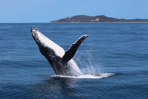 Tangalooma Island Resort Whale Watching Day Cruise With Dolphin Feeding - Restaurant Darwin 3