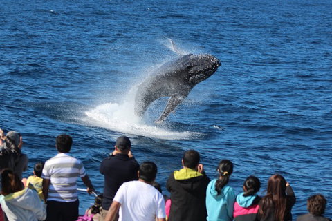 Tangalooma Island Resort Whale Watching Day Cruise With Dolphin Feeding - Restaurant Darwin 5