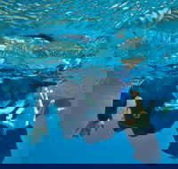 3 Day Whitsundays Sailing and Diving Adventure Kiana - Restaurant Darwin