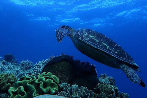 3 Day Whitsundays Sailing And Diving Adventure: Kiana - Restaurant Darwin 2