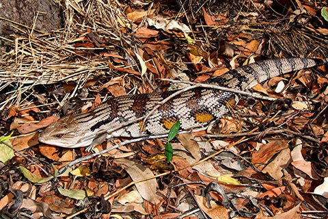 Hartley's Crocodile Adventures General Entry Ticket - Restaurant Darwin 5