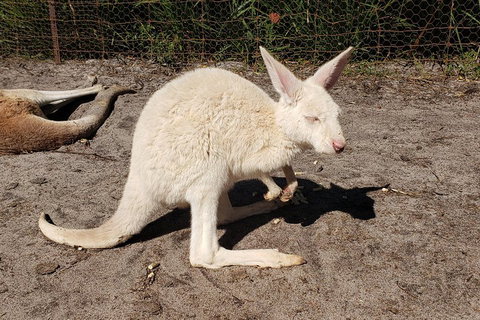 Very Best Of Perth Tour - Wildlife Park & City Highlights Tour - Restaurant Darwin 3