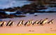 Small-Group Phillip Island Day Trip From Melbourne With Penguin Plus Viewing - thumb 4