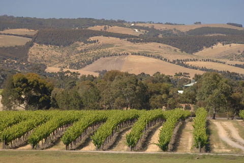 McLaren Vale And Glenelg Wine Tasting And Sightseeing (Half-day Afternoon) - Restaurant Darwin 2