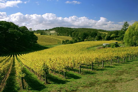 McLaren Vale And Glenelg Wine Tasting And Sightseeing (Half-day Afternoon) - Restaurant Darwin 4