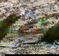 Phillip Island Seal-Watching Cruise - Restaurant Darwin