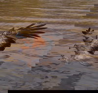 Litchfield and Jumping Crocodiles Full Day Trip from Darwin - Restaurant Darwin