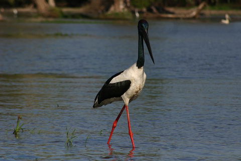 Litchfield And Jumping Crocodiles Full Day Trip From Darwin - Restaurant Darwin 1