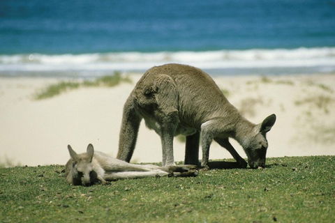 Great Ocean Road Highlights Tour - 2 Days, 1 Night - Restaurant Darwin 2