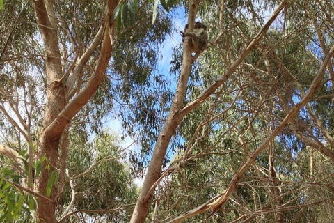 Kangaroo Island 4WD Tour - Best Of KI In 2 Days - Restaurant Darwin 0