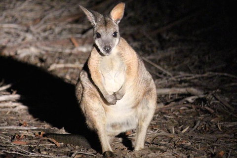 Small-Group Kangaroo Island 4WD Night Tour - Restaurant Darwin 3