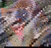 After Dark Tasmanian Devil Feeding Tour at Cradle Mountain - Restaurant Darwin