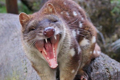 After Dark Tasmanian Devil Feeding Tour At Cradle Mountain - Restaurant Darwin 0