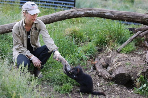 After Dark Tasmanian Devil Feeding Tour At Cradle Mountain - Restaurant Darwin 1