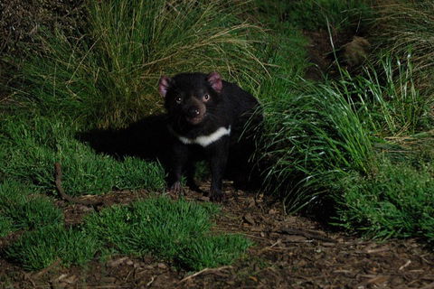 After Dark Tasmanian Devil Feeding Tour At Cradle Mountain - Restaurant Darwin 4