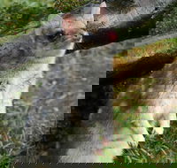 1-Hour Tasmanian Devil Feeding Day Tour at Cradle Mountain - Restaurant Darwin