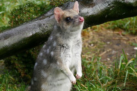 1-Hour Tasmanian Devil Feeding Day Tour At Cradle Mountain - Restaurant Darwin 0