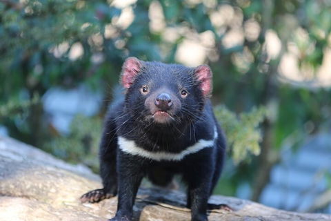 1-Hour Tasmanian Devil Feeding Day Tour At Cradle Mountain - Restaurant Darwin 1