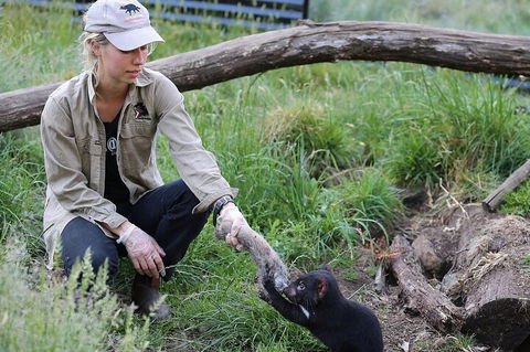 1-Hour Tasmanian Devil Feeding Day Tour At Cradle Mountain - Restaurant Darwin 2