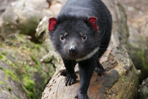 1-Hour Tasmanian Devil Feeding Day Tour At Cradle Mountain - Restaurant Darwin 4