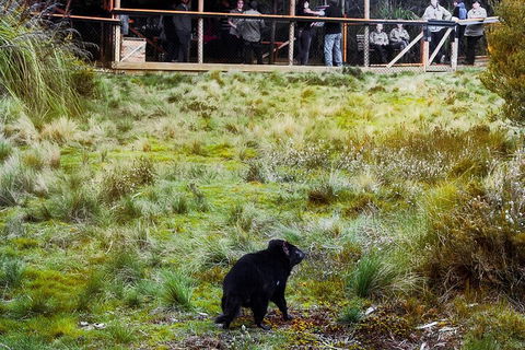 1-Hour Tasmanian Devil Feeding Day Tour At Cradle Mountain - Restaurant Darwin 5