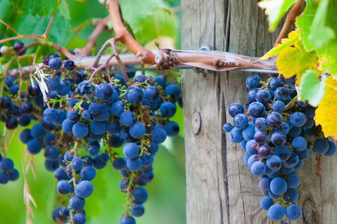 Yarra Valley, Dandenong Ranges Inc. Lunch With Wine,plus Morning Tea,chocolate - Restaurant Darwin 0