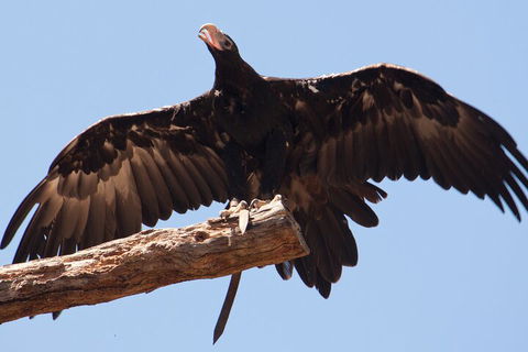 Puffing Billy And Healesville Sanctuary Scenic Tour - Restaurant Darwin 4