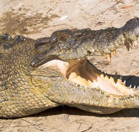 4-Day Cairns Ultimate Combo Daintree Rainforest Reef Kuranda  Paronella Park - Restaurant Darwin