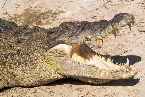 4-Day Cairns Ultimate Combo: Daintree Rainforest, Reef, Kuranda & Paronella Park - Restaurant Darwin 0