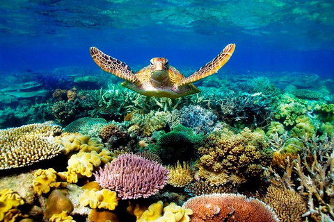 4-Day Cairns Ultimate Combo: Daintree Rainforest, Reef, Kuranda & Paronella Park - Restaurant Darwin 3