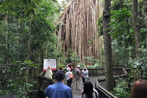 4-Day Cairns Ultimate Combo: Daintree Rainforest, Reef, Kuranda & Paronella Park - Restaurant Darwin 5