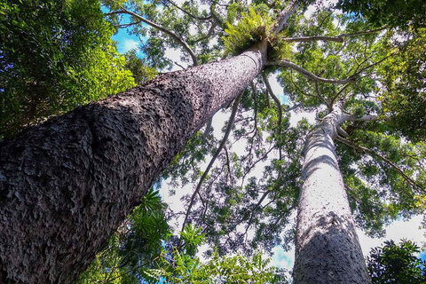Paronella Park And Millaa Millaa Falls Full-day Tour From Cairns - Restaurant Darwin 1