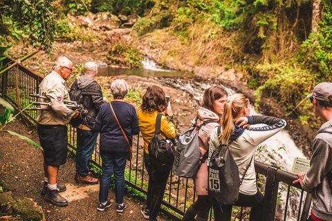 Full-day Springbrook National Park Tour From The Gold Coast - Restaurant Darwin 0