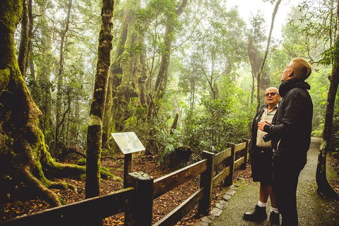 Full-day Springbrook National Park Tour From The Gold Coast - Restaurant Darwin 1