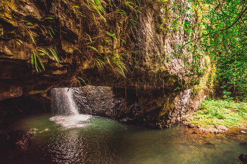 Full-day Springbrook National Park Tour From The Gold Coast - Restaurant Darwin 4