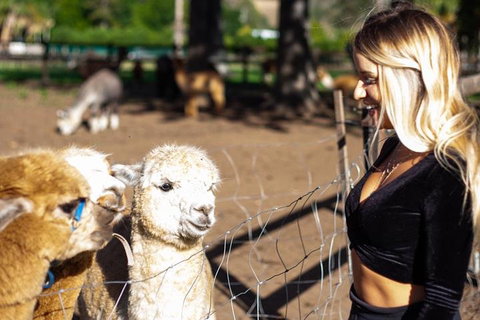 O'Reilly's & Lamington National Park Incl. Alpaca Farm + Vineyard - Restaurant Darwin 3