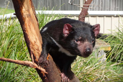 6-Day Tasmania Small-Group Guided Tour With Gourmet Food - Restaurant Darwin 1