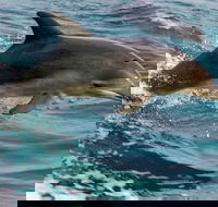 1.5HR Mudjimba Island Wildlife Safari - Restaurant Darwin