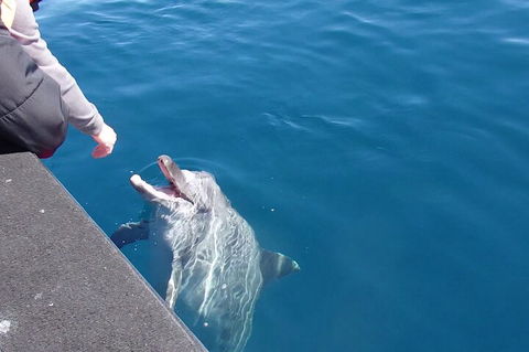 Noosa Wild Dolphin Safari - Restaurant Darwin 0