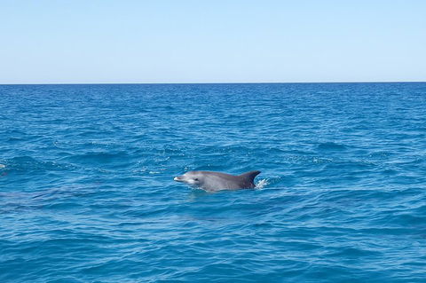 Noosa Wild Dolphin Safari - Restaurant Darwin 1