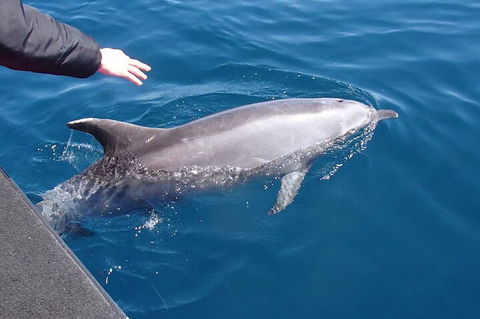 Noosa Wild Dolphin Safari - Restaurant Darwin 2