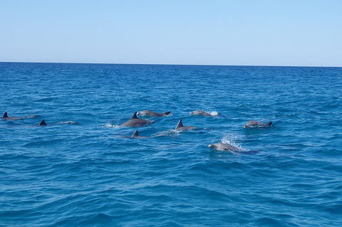 Noosa Wild Dolphin Safari - Restaurant Darwin 3
