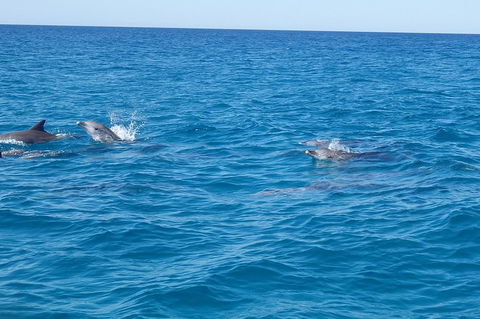 Noosa Wild Dolphin Safari - Restaurant Darwin 4