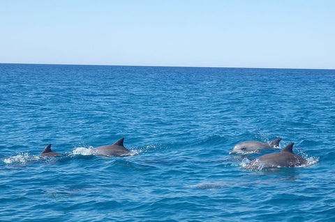 Noosa Wild Dolphin Safari - Restaurant Darwin 5