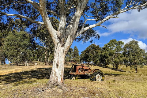 Blue Mountains Private Tour - Wild Kangaroos, Waterfalls And The Three Sisters - Restaurant Darwin 1