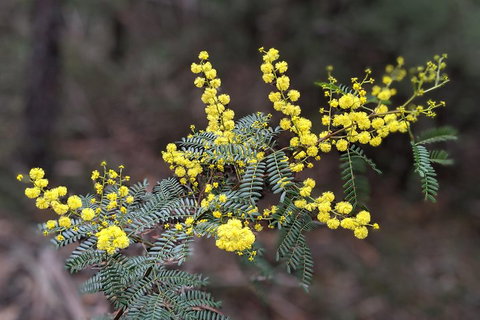 Blue Mountains Private Tour - Wild Kangaroos, Waterfalls And The Three Sisters - Restaurant Darwin 4