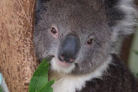 All Inclusive Blue Mountains Small-Group Day Trip From Sydney - Restaurant Darwin 1